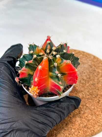 Gymnocalycium Mihanovichii Var (g3) (b2) | variegated plants