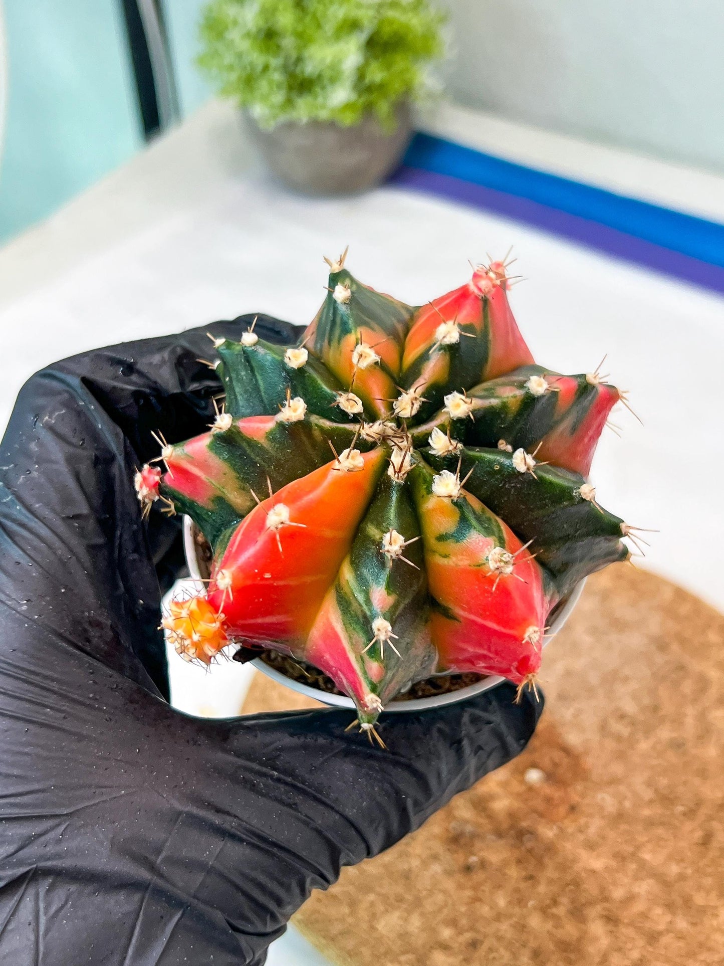 Gymnocalycium Mihanovichii Var (g3) (b2) | variegated plants