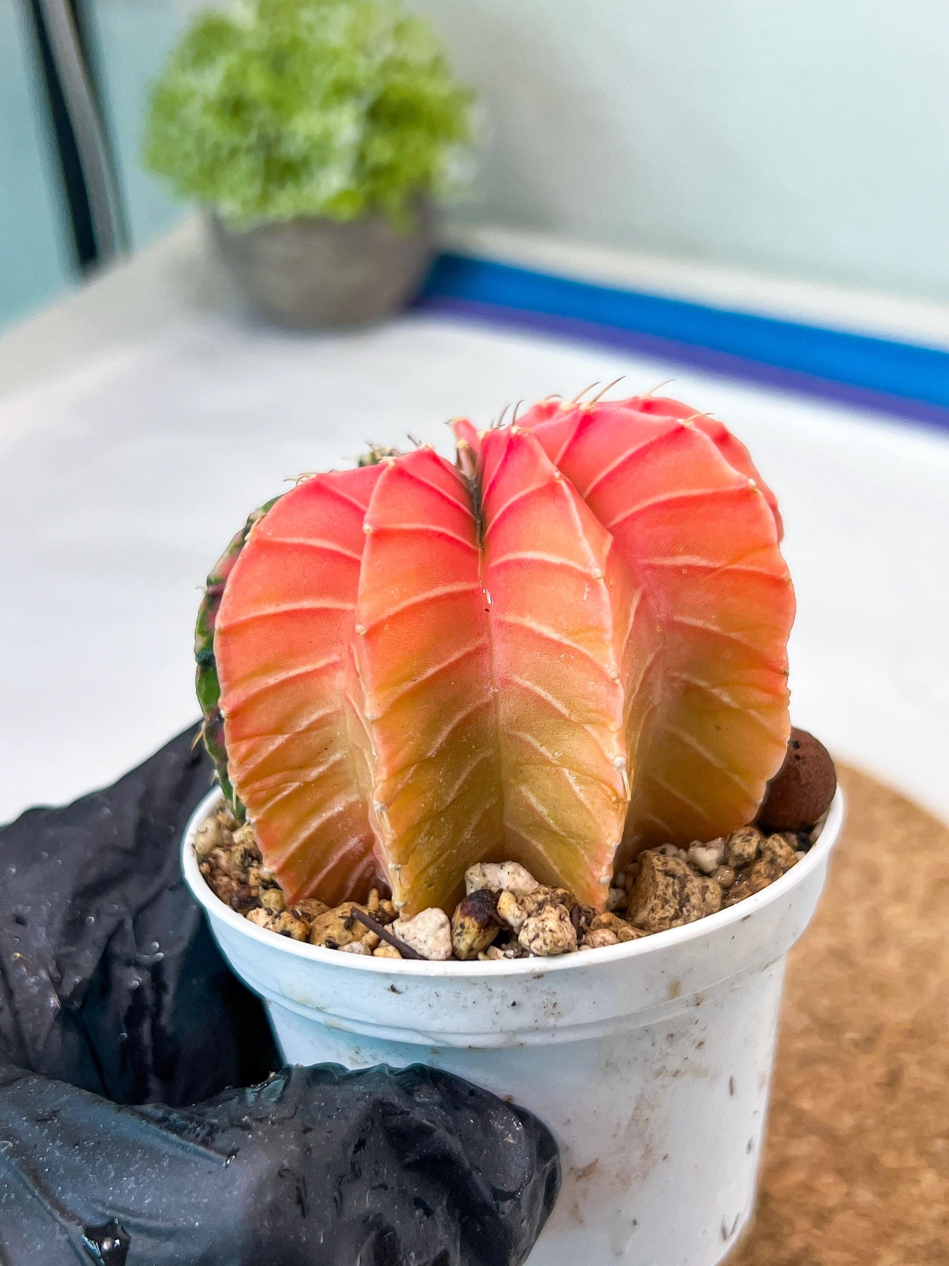 Gymnocalycium Mihanovichii Var (g3) (b3) | variegated plants