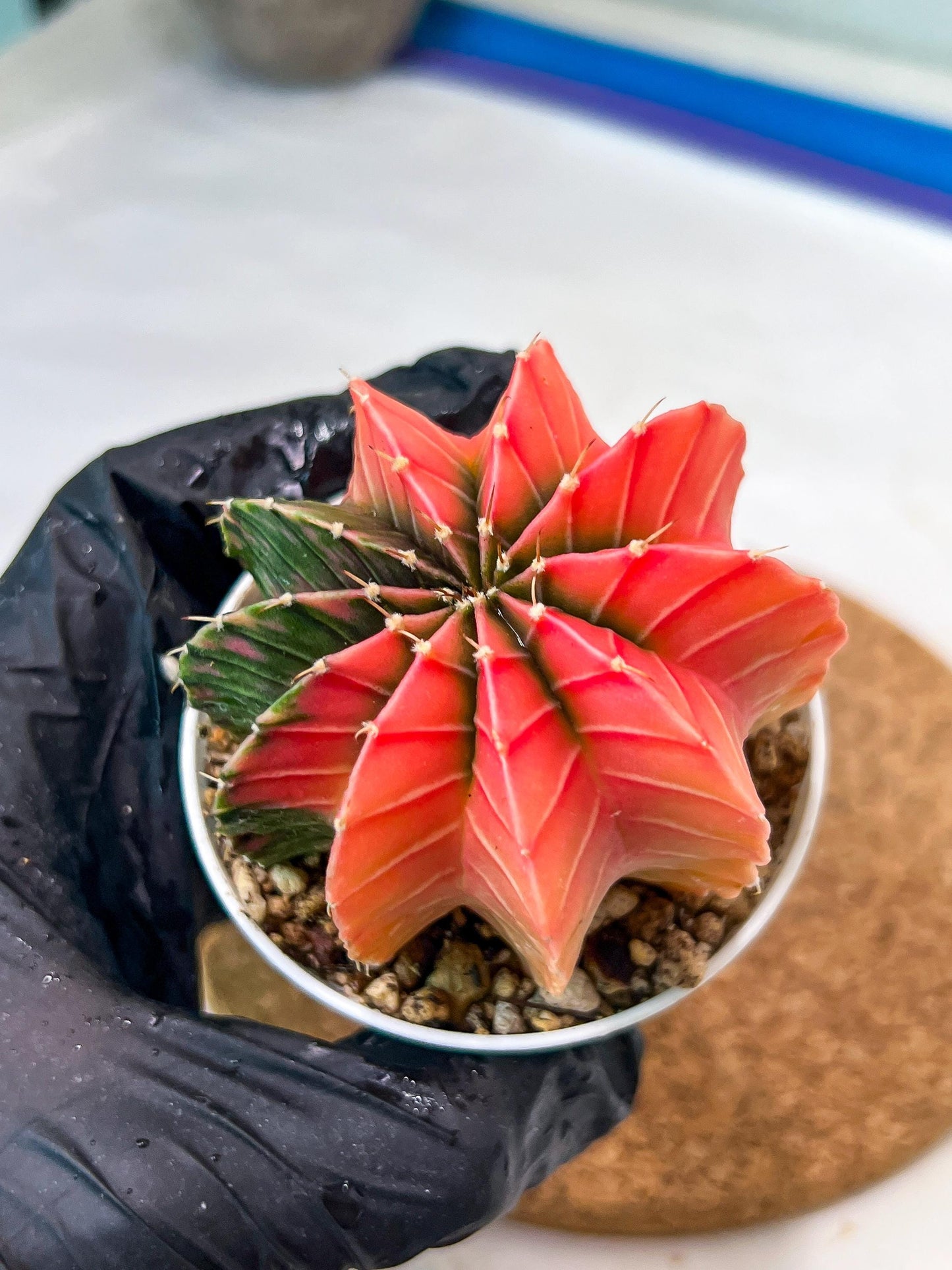 Gymnocalycium Mihanovichii Var (g3) (b3) | variegated plants
