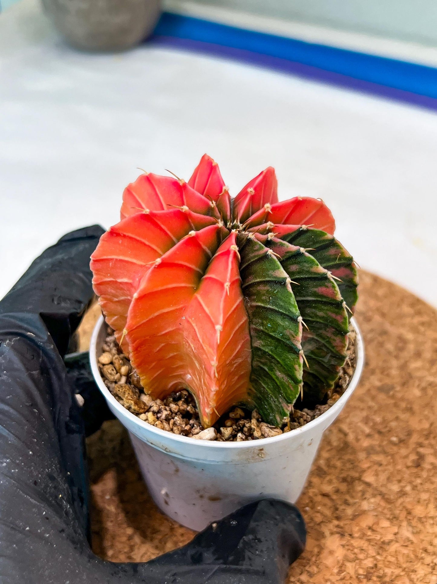 Gymnocalycium Mihanovichii Var (g3) (b3) | variegated plants