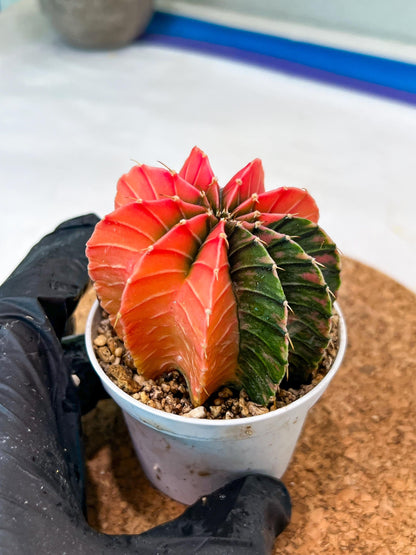 Gymnocalycium Mihanovichii Var (g3) (b3) | variegated plants