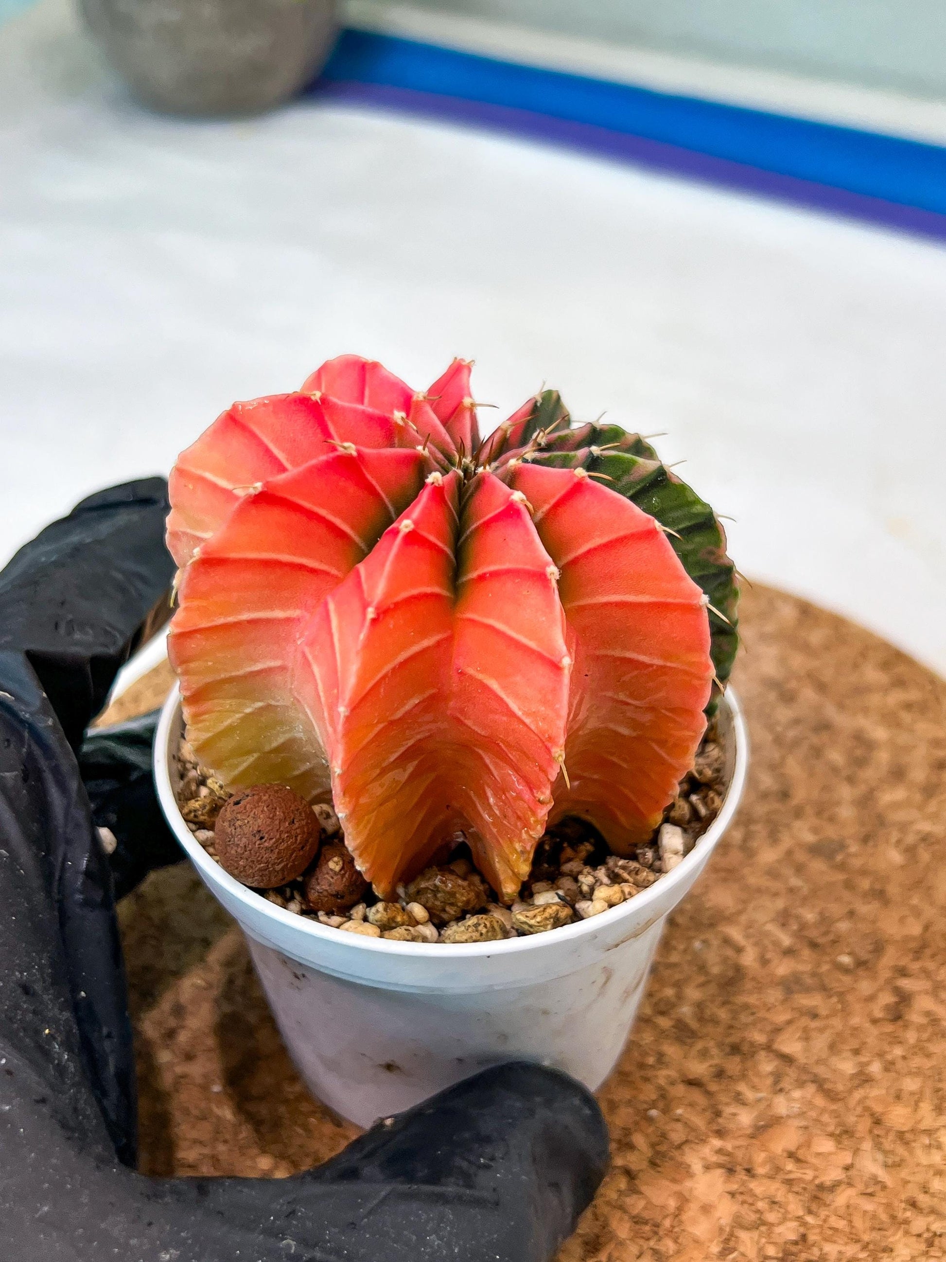 Gymnocalycium Mihanovichii Var (g3) (b3) | variegated plants