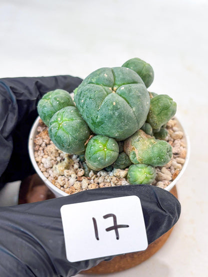 Spinless Cluster Cactus (#17) | Mature Succulents | Succulents Plants Live