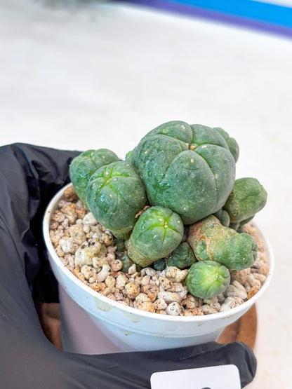 Spinless Cluster Cactus (#17) | Mature Succulents | Succulents Plants Live