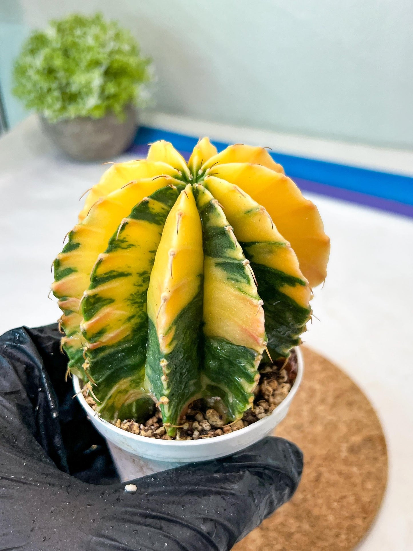 Gymnocalycium Mihanovichii Var (g3) (b4) | variegated plants