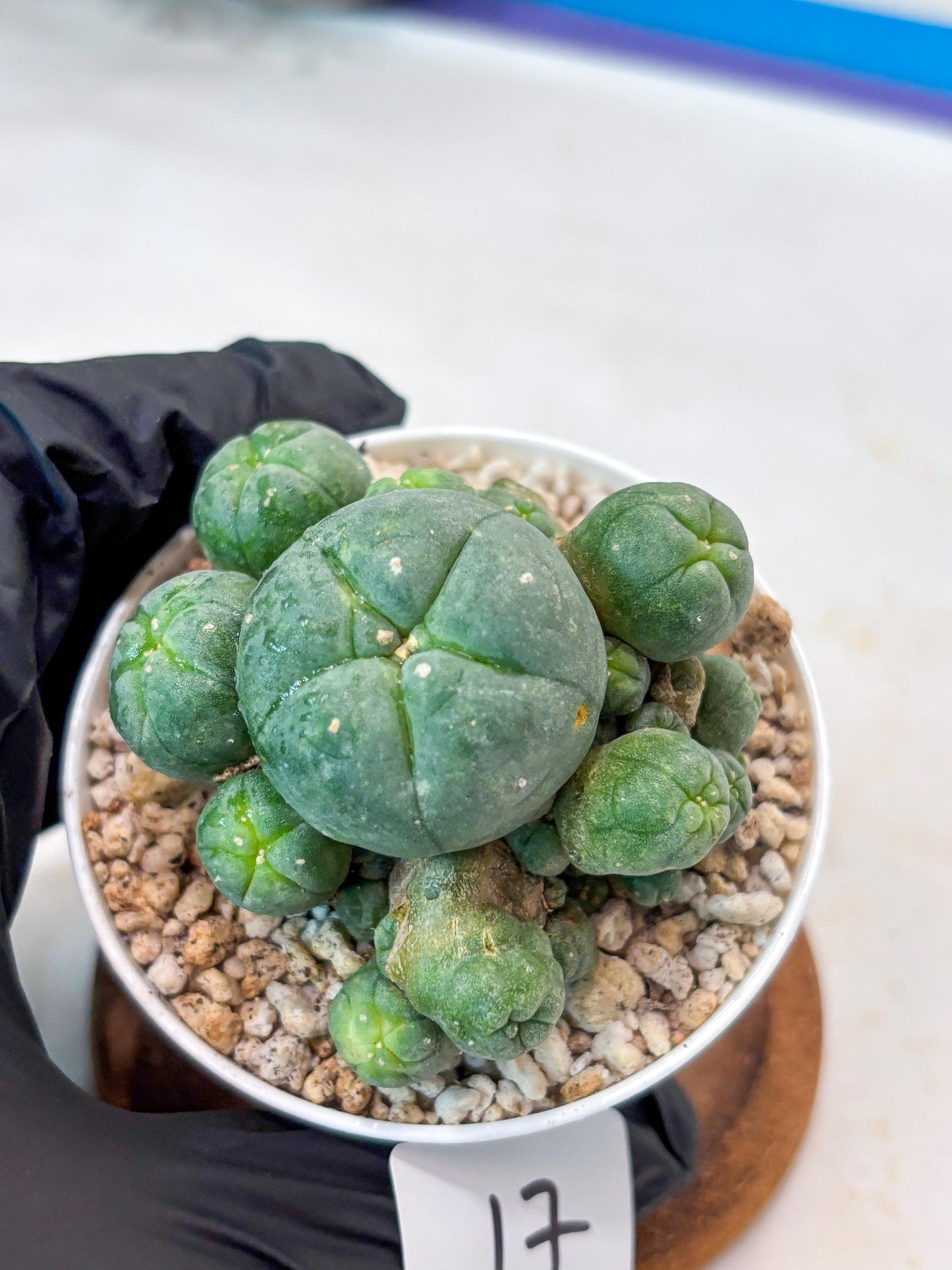 Spinless Cluster Cactus (#17) | Mature Succulents | Succulents Plants Live