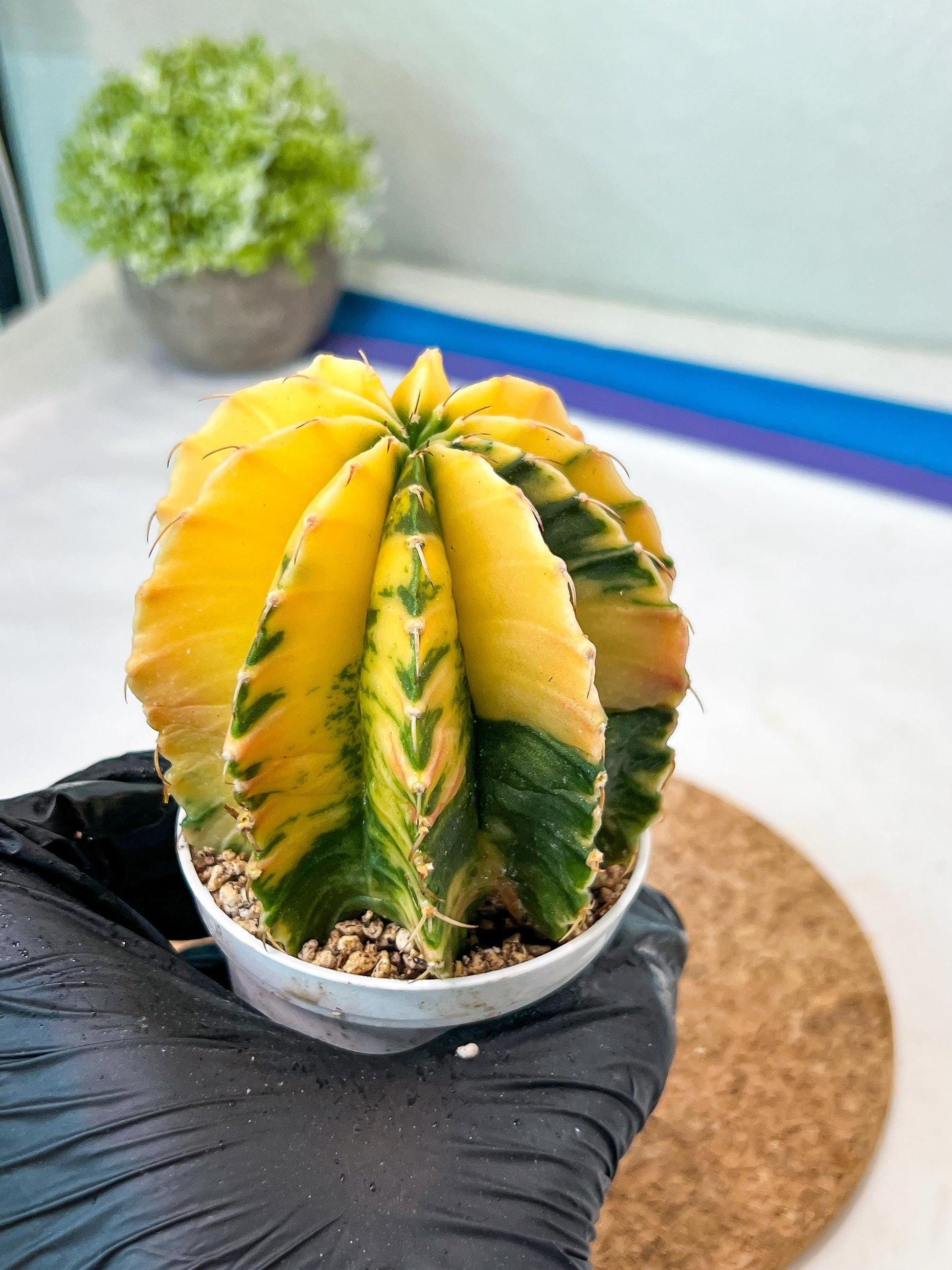 Gymnocalycium Mihanovichii Var (g3) (b4) | variegated plants