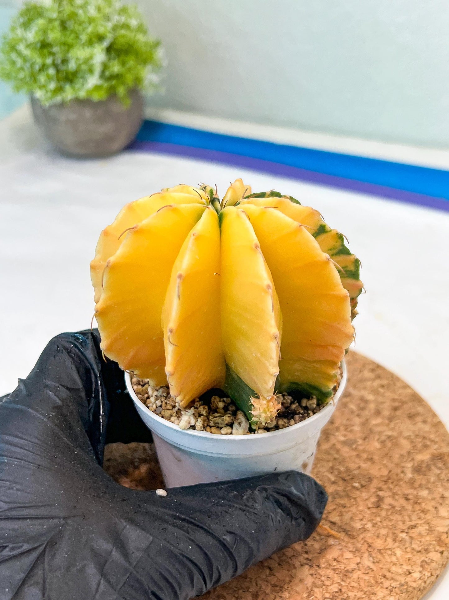 Gymnocalycium Mihanovichii Var (g3) (b4) | variegated plants