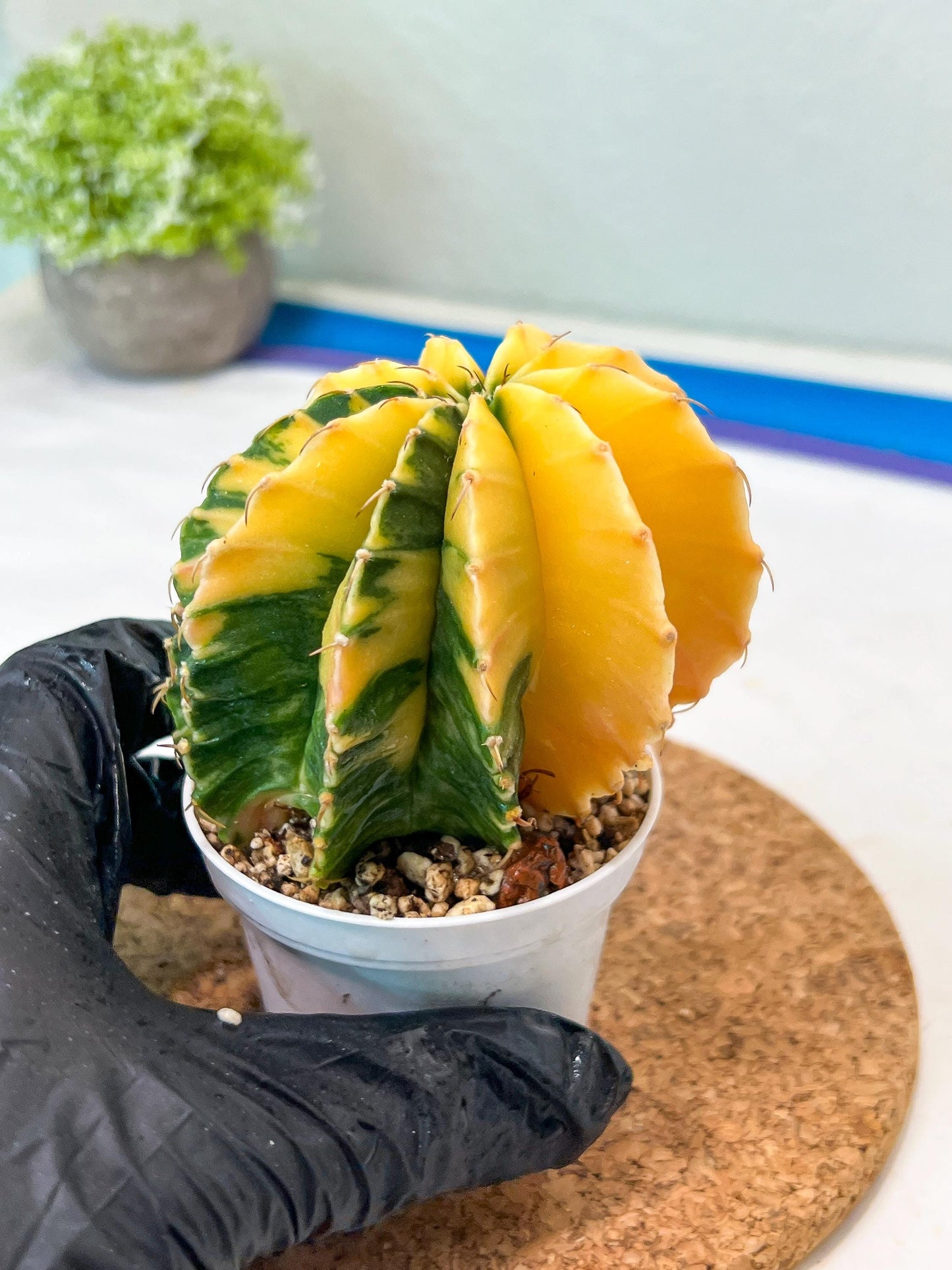 Gymnocalycium Mihanovichii Var (g3) (b4) | variegated plants