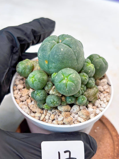 Spinless Cluster Cactus (#17) | Mature Succulents | Succulents Plants Live