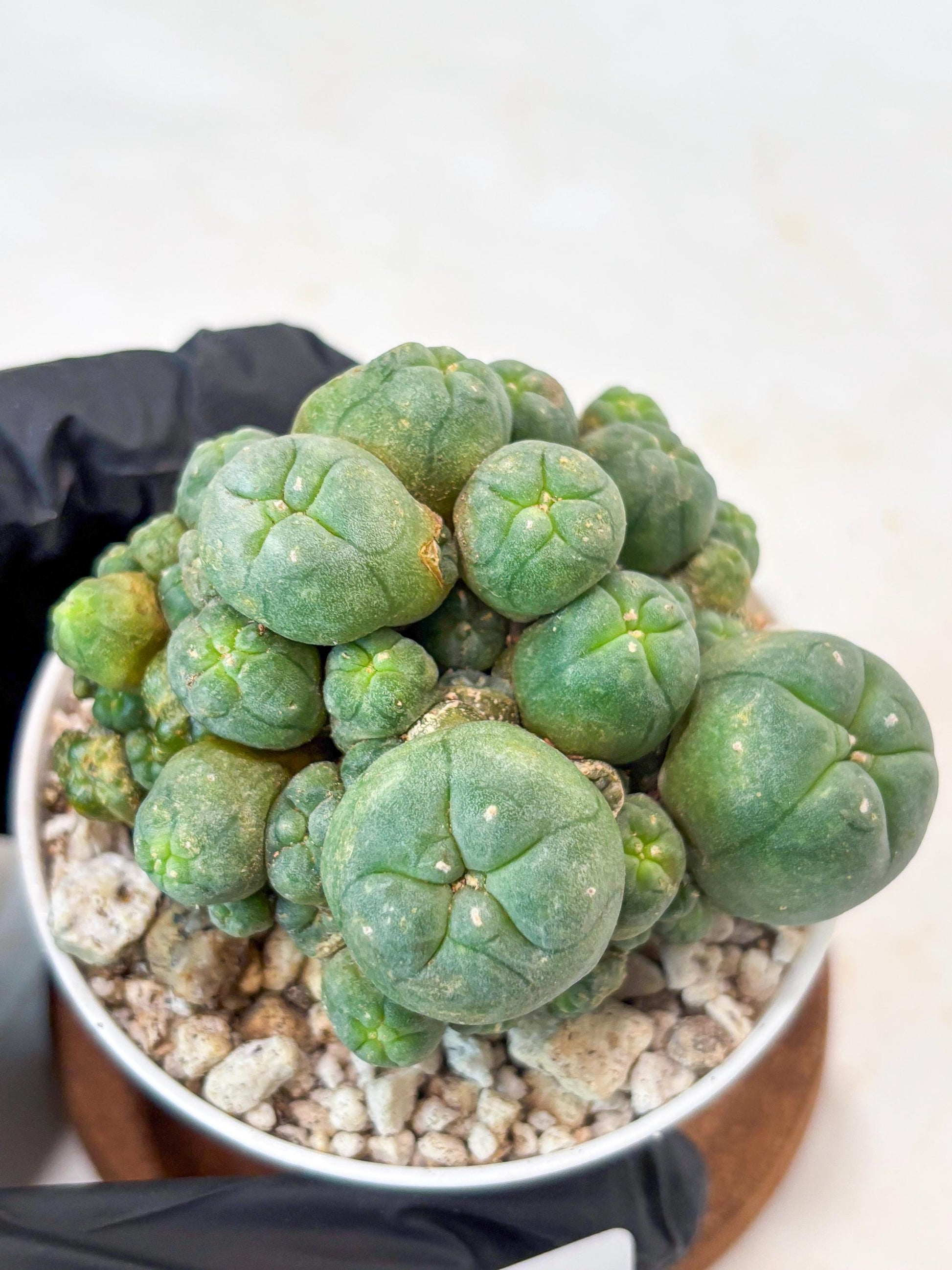 Spinless Cluster Cactus (#18) | Mature Succulents | Succulents Plants Live