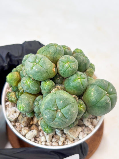 Spinless Cluster Cactus (#18) | Mature Succulents | Succulents Plants Live