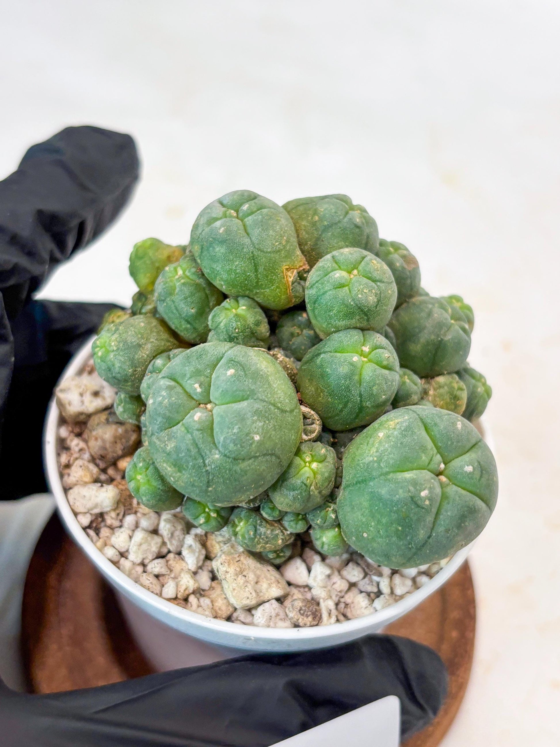 Spinless Cluster Cactus (#18) | Mature Succulents | Succulents Plants Live