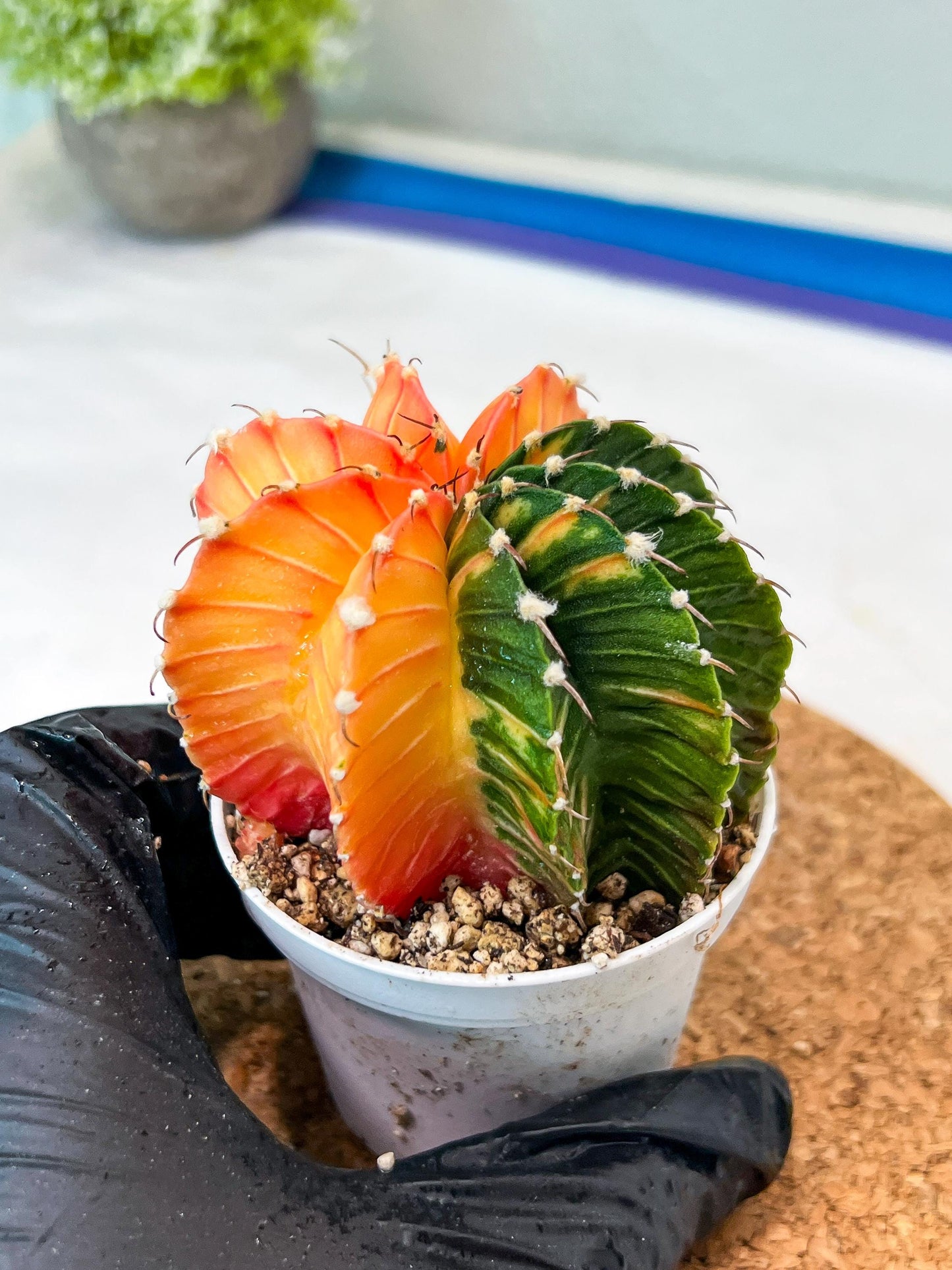 Gymnocalycium Mihanovichii Var (g3) (b5) | variegated plants