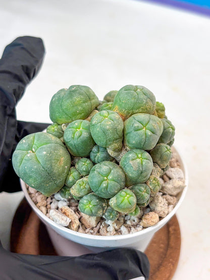 Spinless Cluster Cactus (#18) | Mature Succulents | Succulents Plants Live