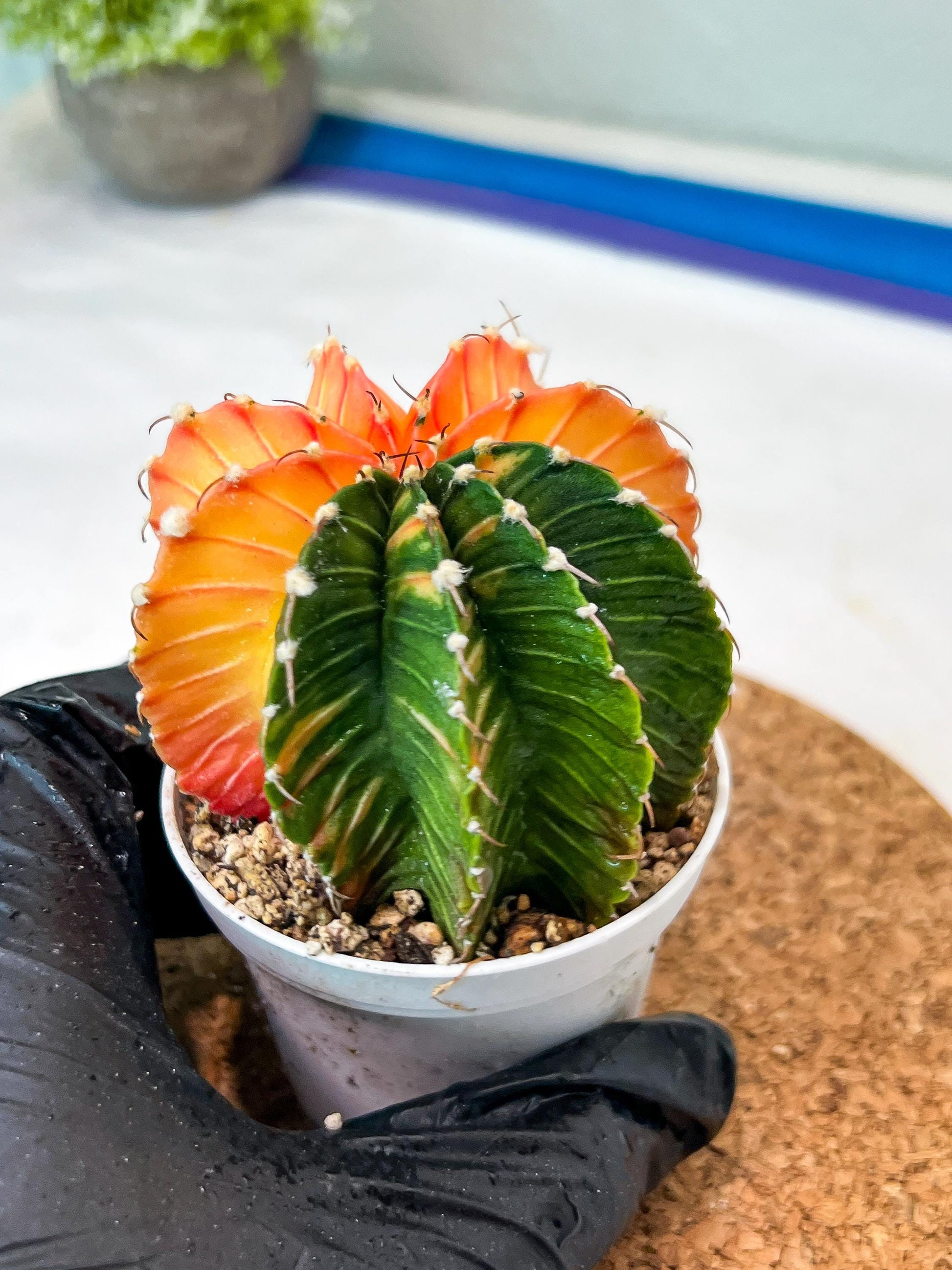 Gymnocalycium Mihanovichii Var (g3) (b5) | variegated plants