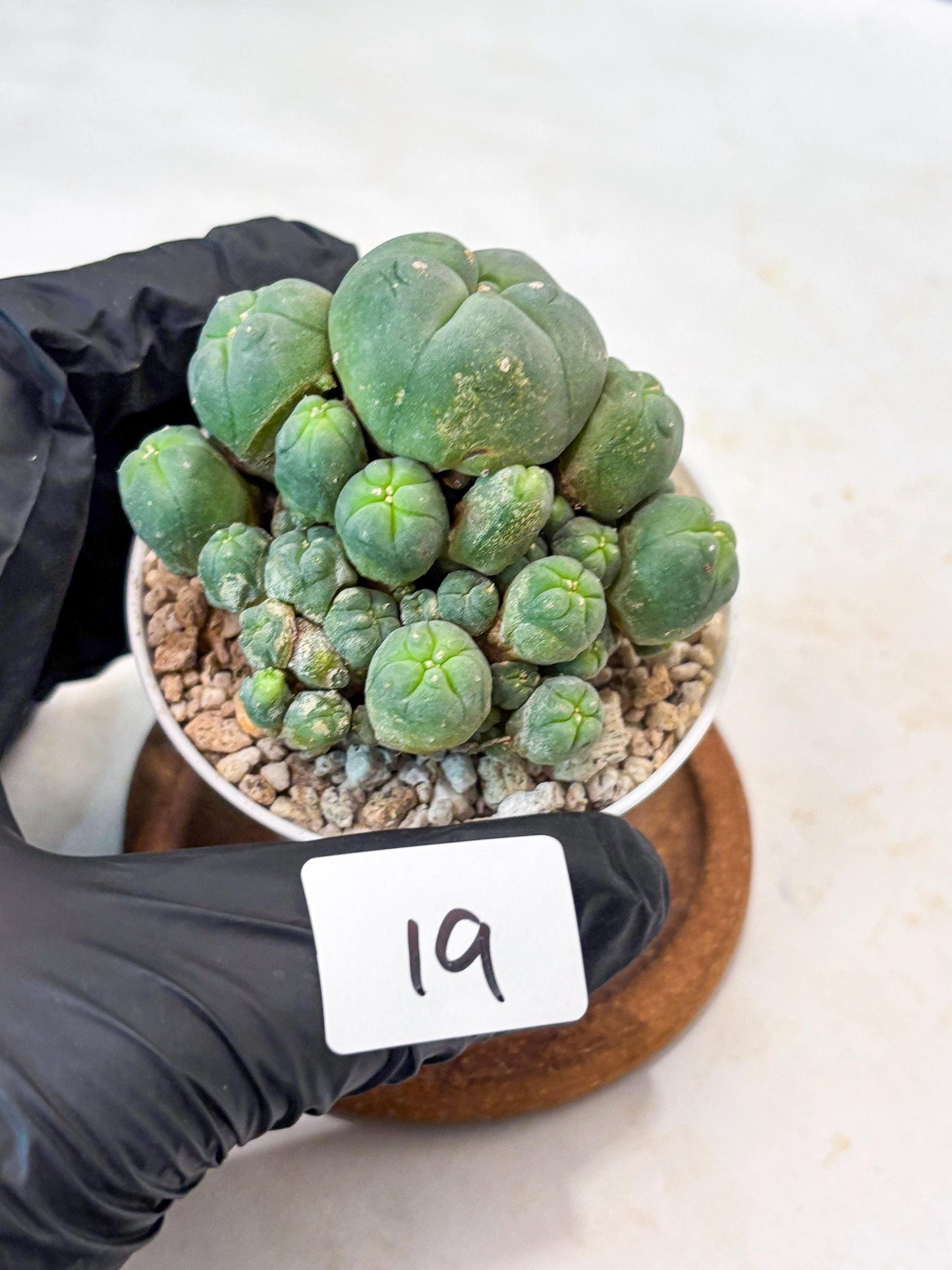 Spinless Cluster Cactus (#19) | Mature Succulents | Succulents Plants Live