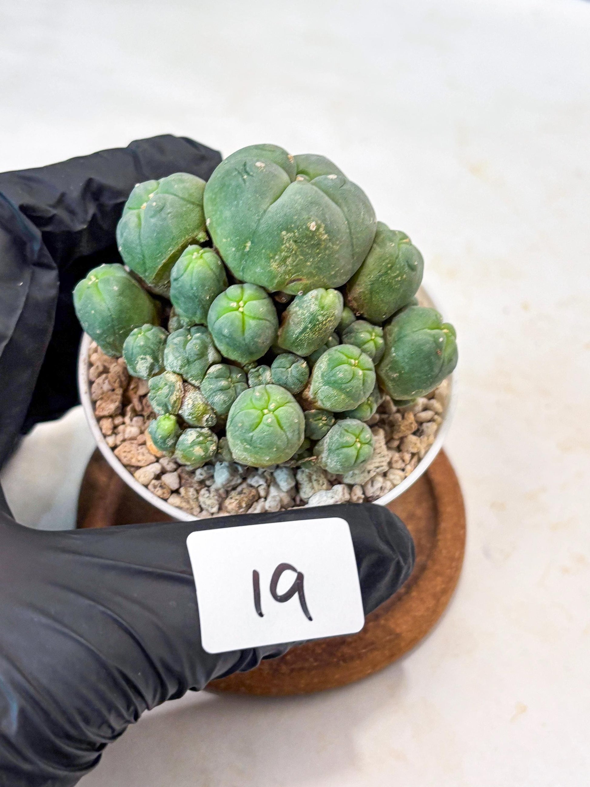 Spinless Cluster Cactus (#19) | Mature Succulents | Succulents Plants Live