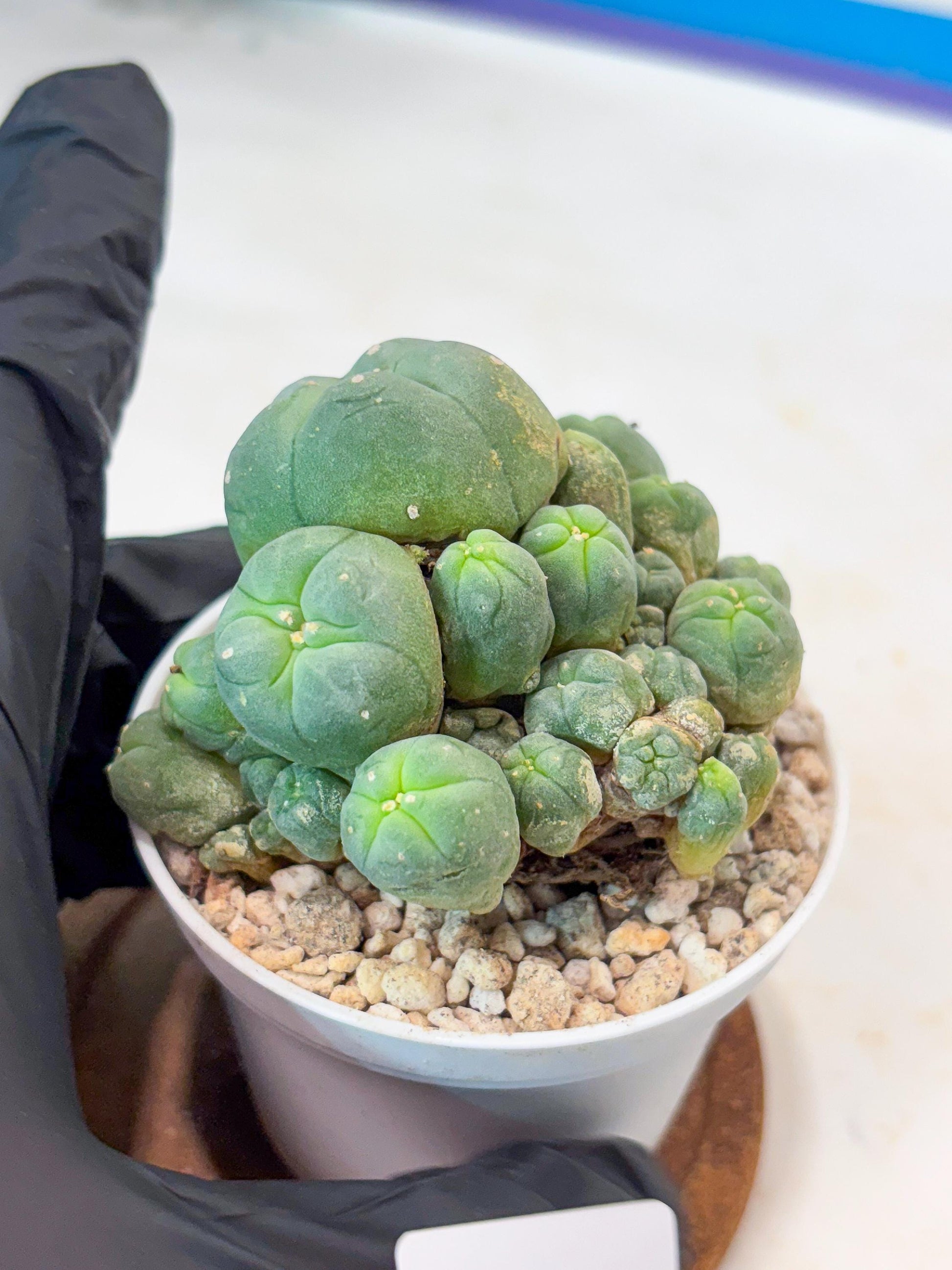 Spinless Cluster Cactus (#19) | Mature Succulents | Succulents Plants Live