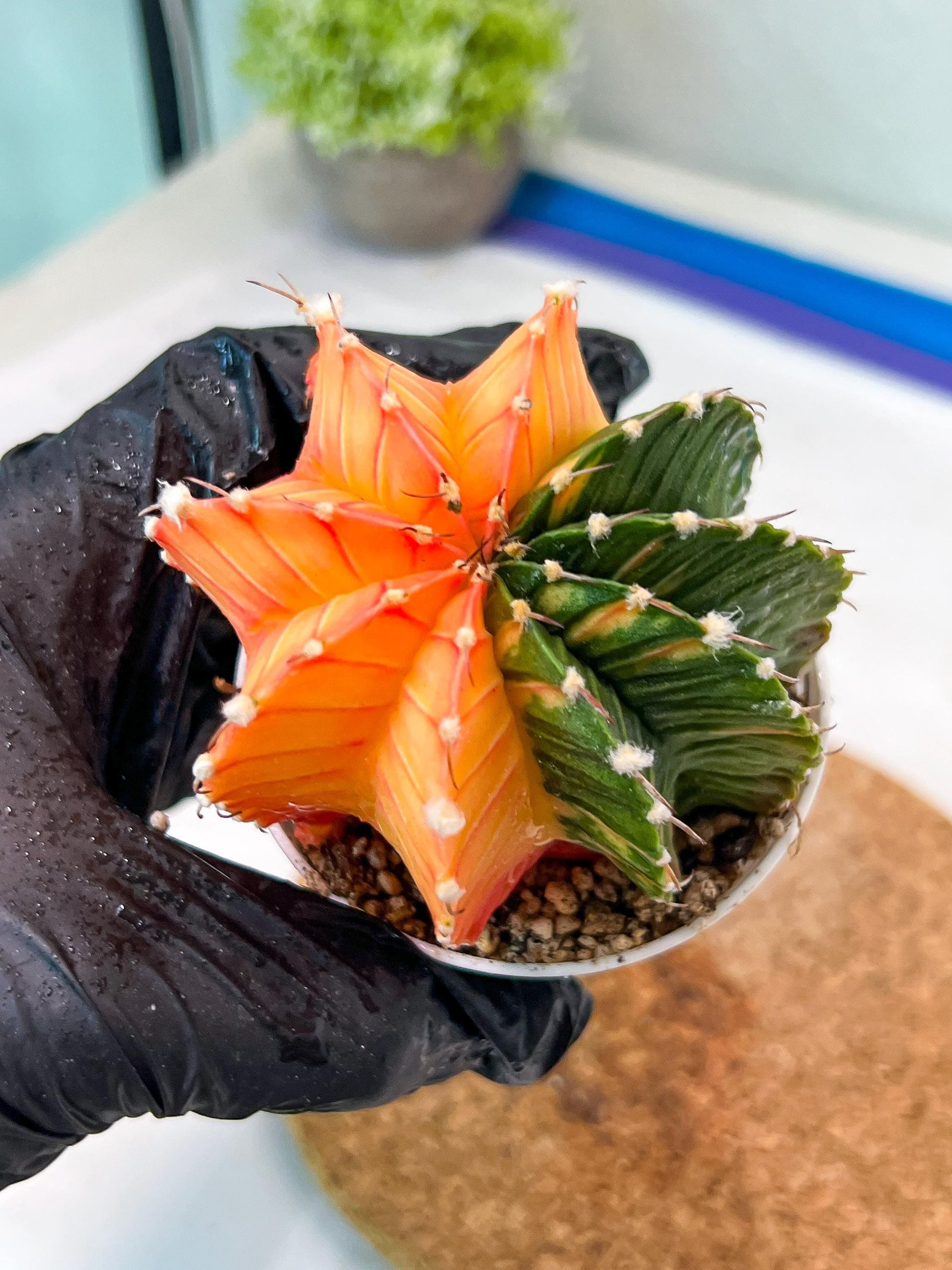 Gymnocalycium Mihanovichii Var (g3) (b5) | variegated plants