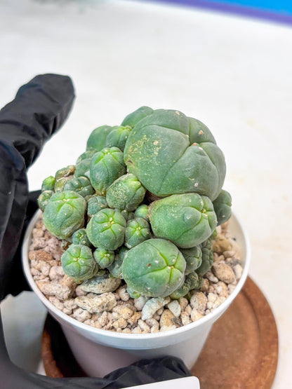 Spinless Cluster Cactus (#19) | Mature Succulents | Succulents Plants Live