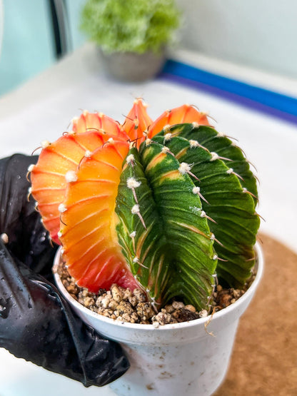 Gymnocalycium Mihanovichii Var (g3) (b5) | variegated plants