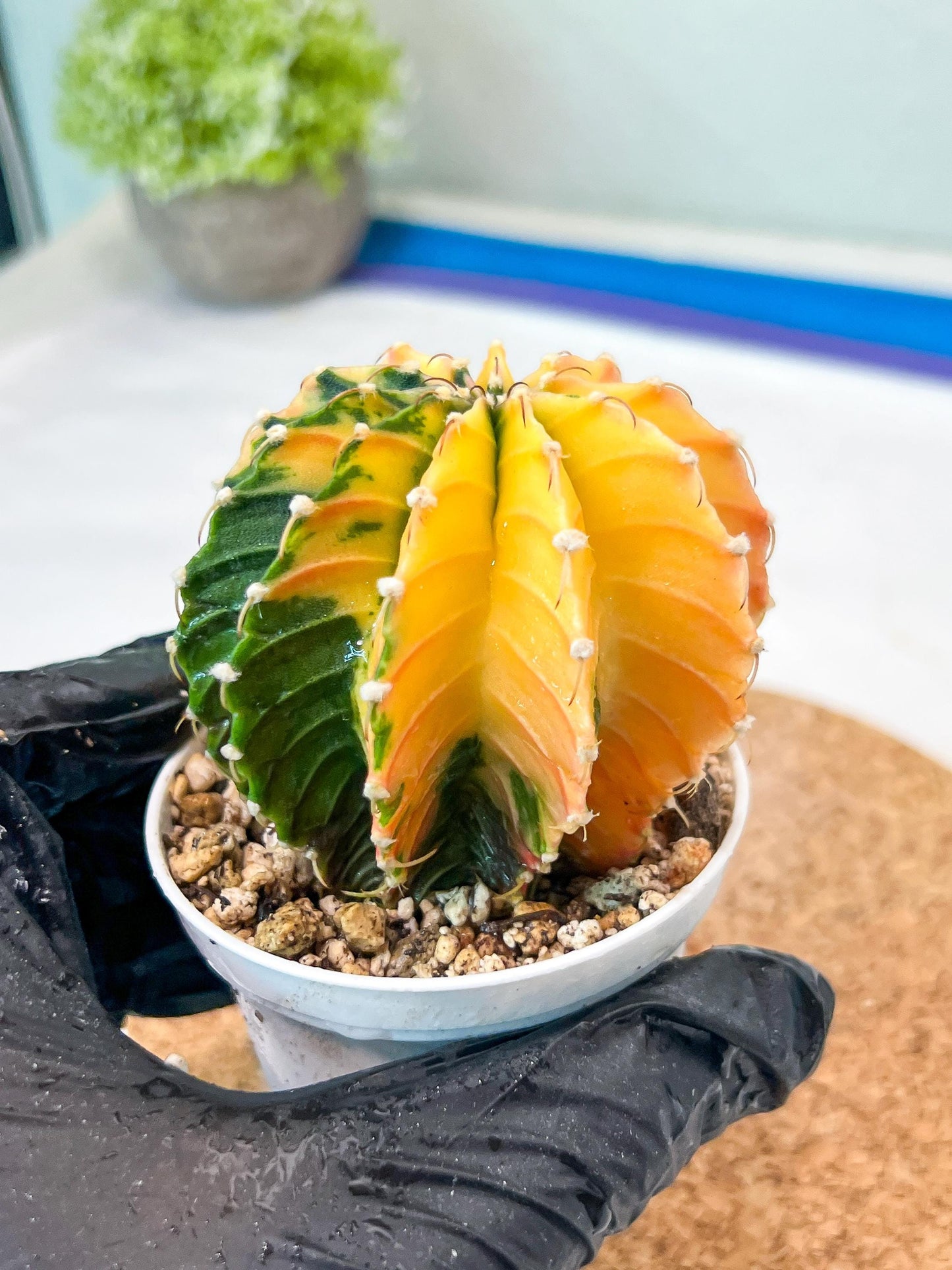 Gymnocalycium Mihanovichii Var (g3) (b6) | variegated plants