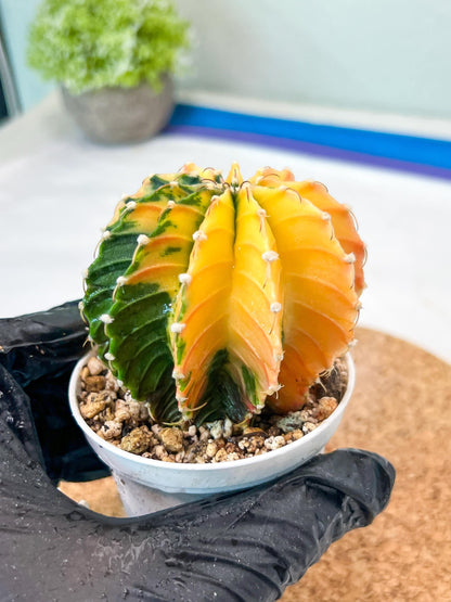 Gymnocalycium Mihanovichii Var (g3) (b6) | variegated plants