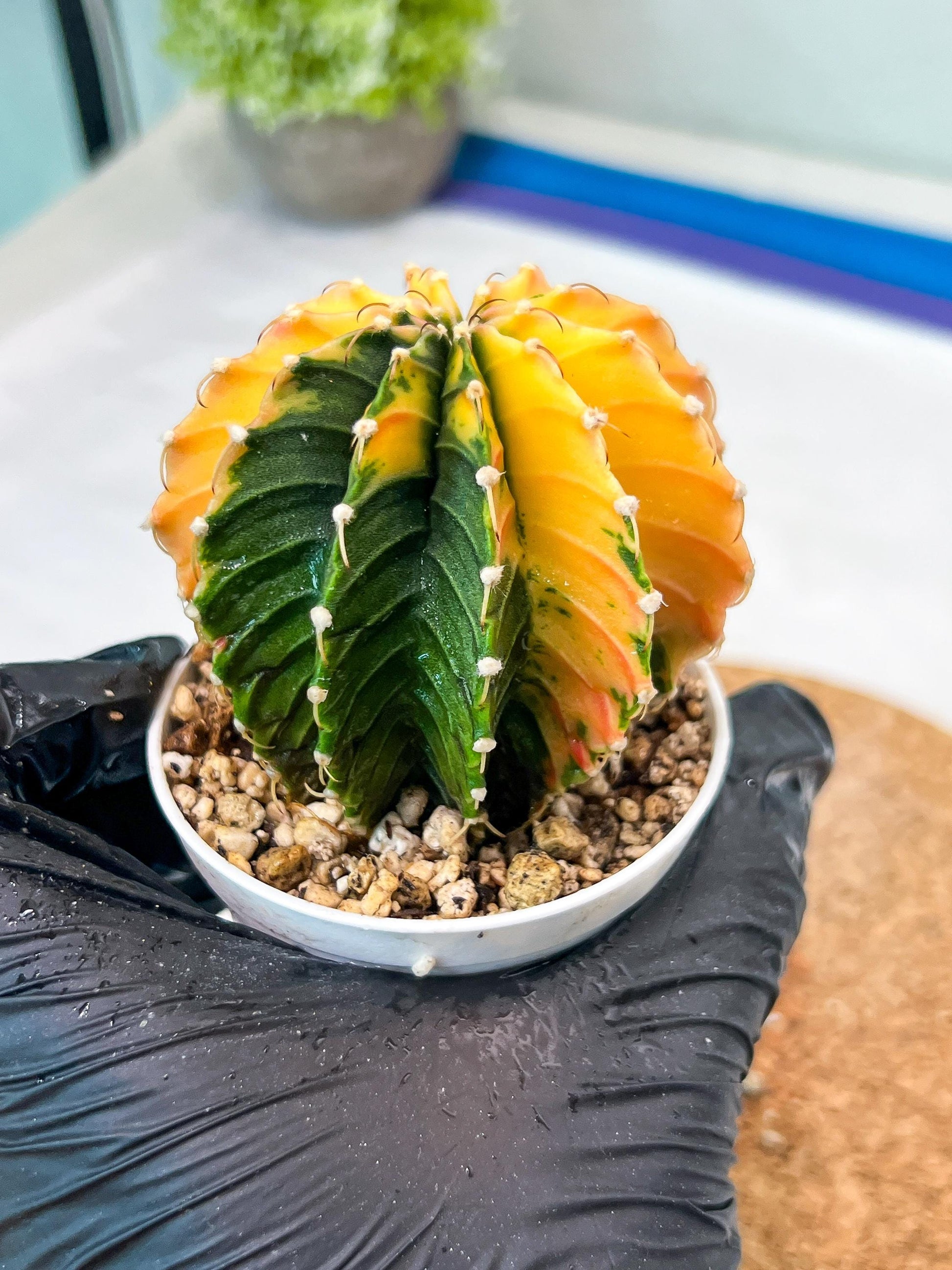 Gymnocalycium Mihanovichii Var (g3) (b6) | variegated plants