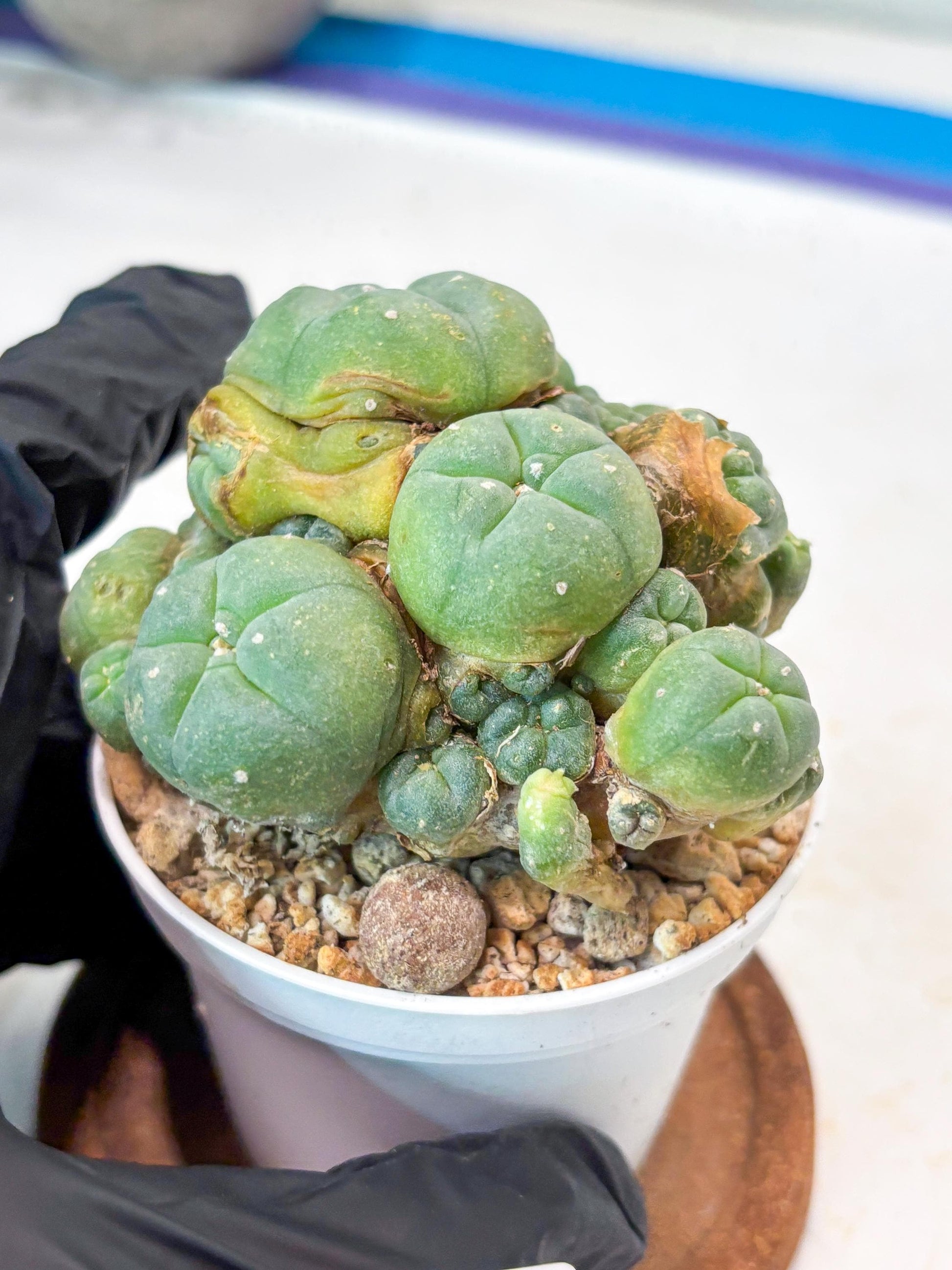 Spinless Cluster Cactus (#20) | Mature Succulents | Succulents Plants Live