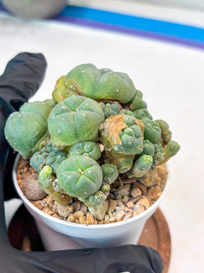 Spinless Cluster Cactus (#20) | Mature Succulents | Succulents Plants Live