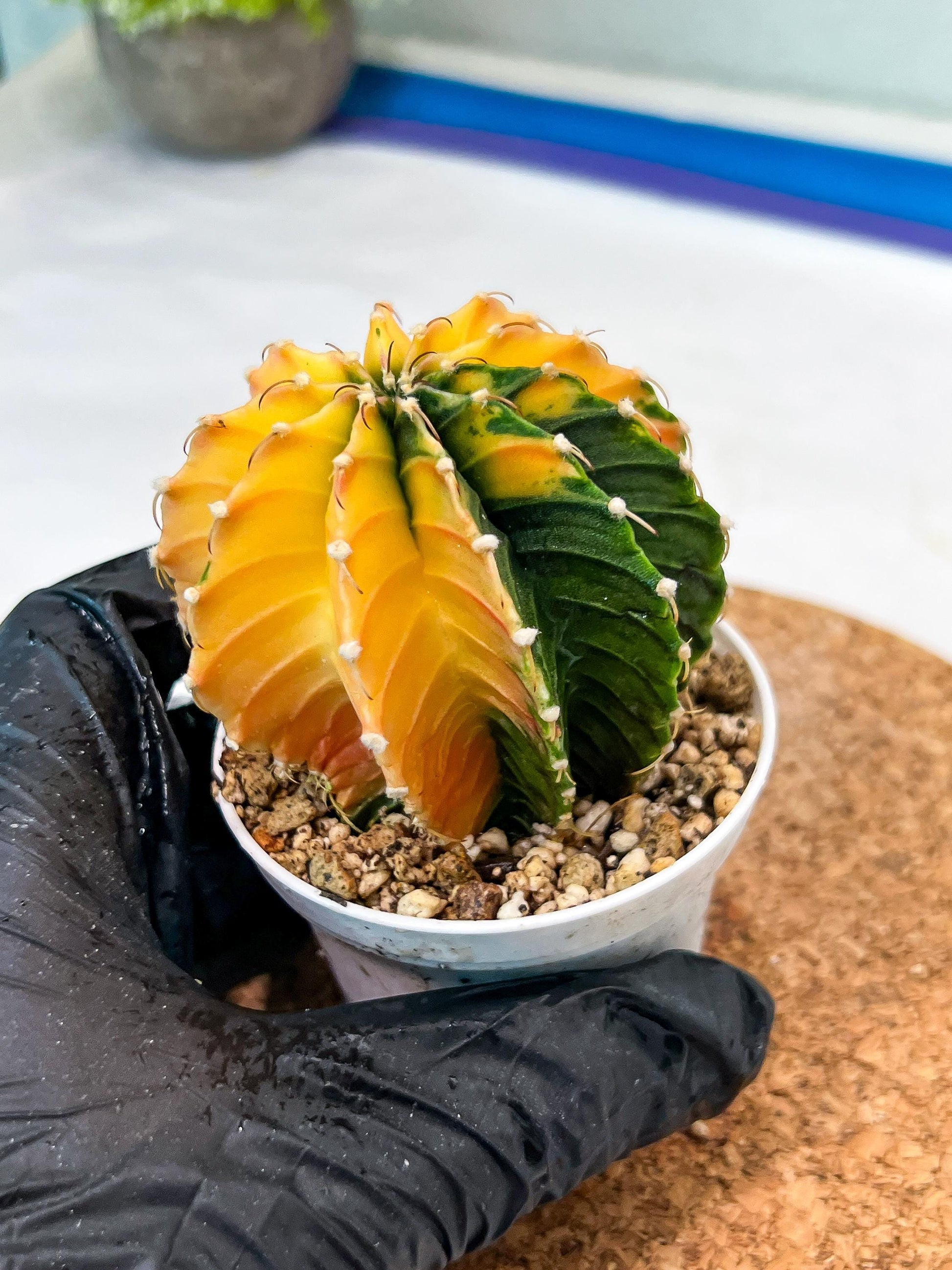 Gymnocalycium Mihanovichii Var (g3) (b6) | variegated plants