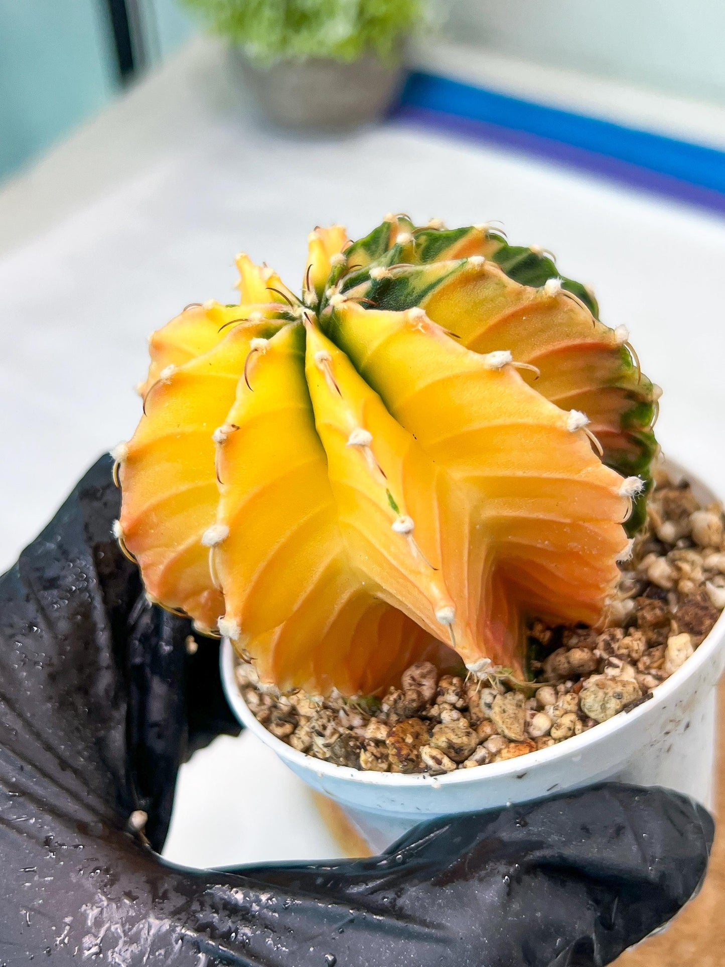 Gymnocalycium Mihanovichii Var (g3) (b6) | variegated plants