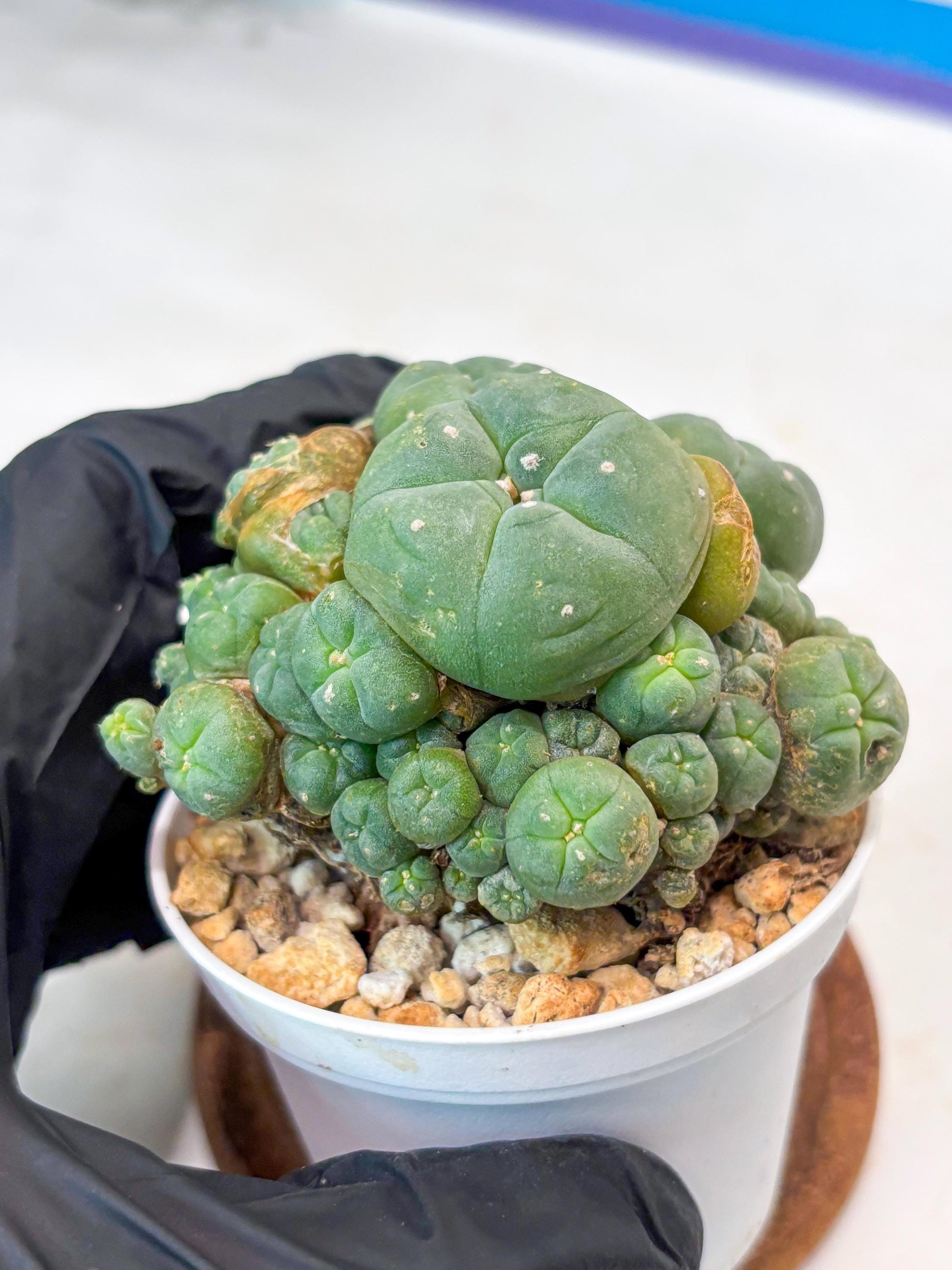 Spinless Cluster Cactus (#20) | Mature Succulents | Succulents Plants Live