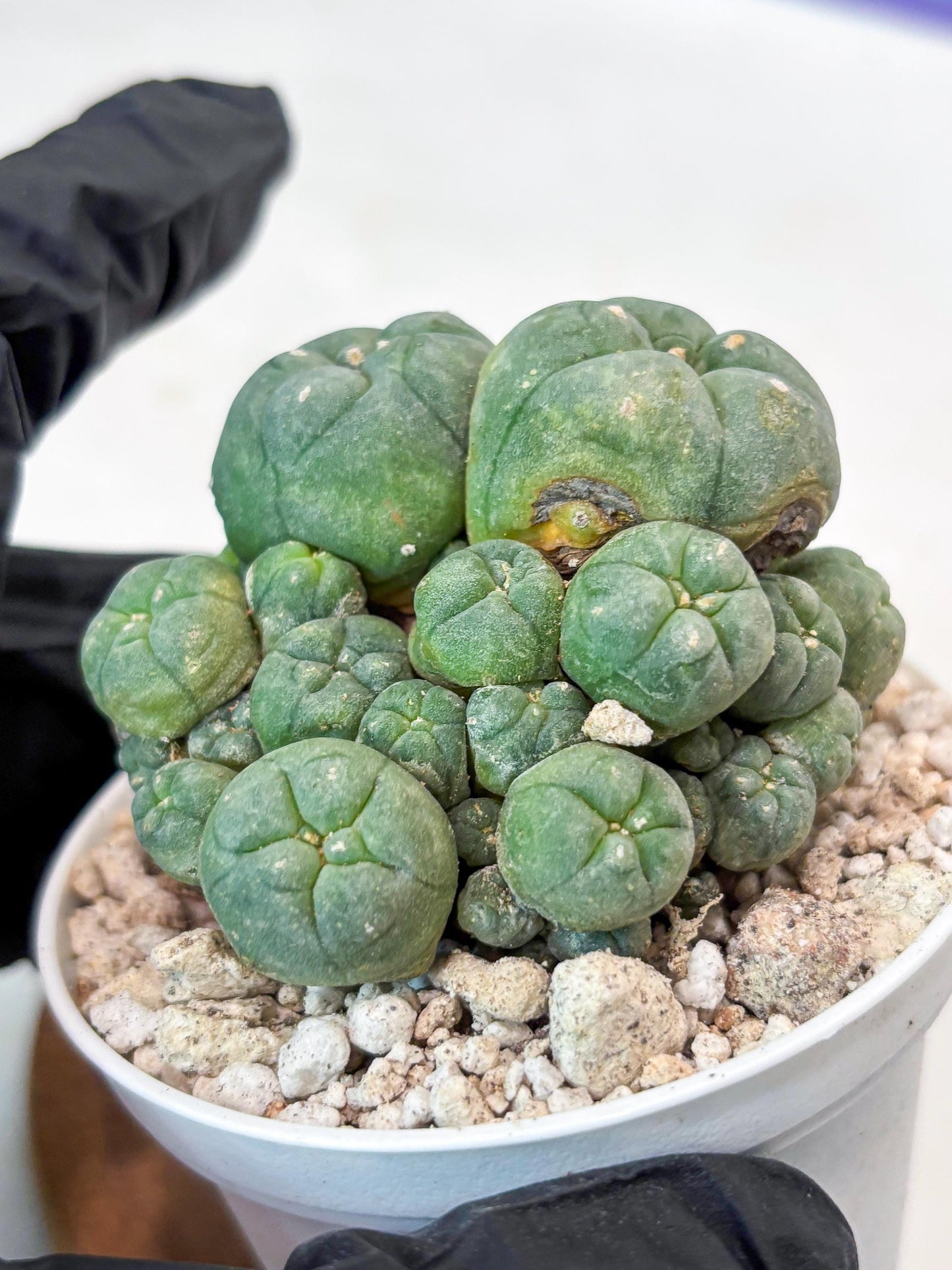 Spinless Cluster Cactus (#21) | Mature Succulents | Succulents Plants Live