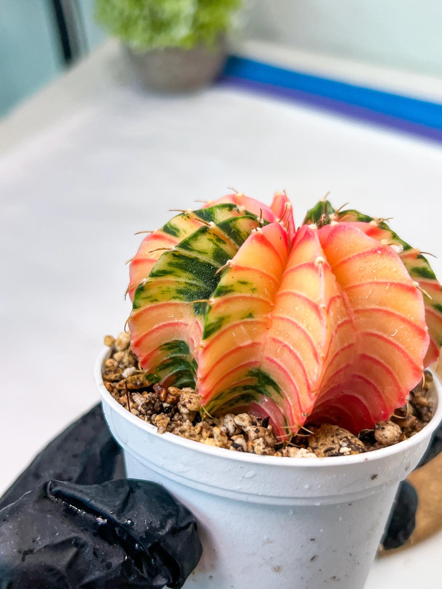 Gymnocalycium Mihanovichii Var (g3) (b7) | variegated plants