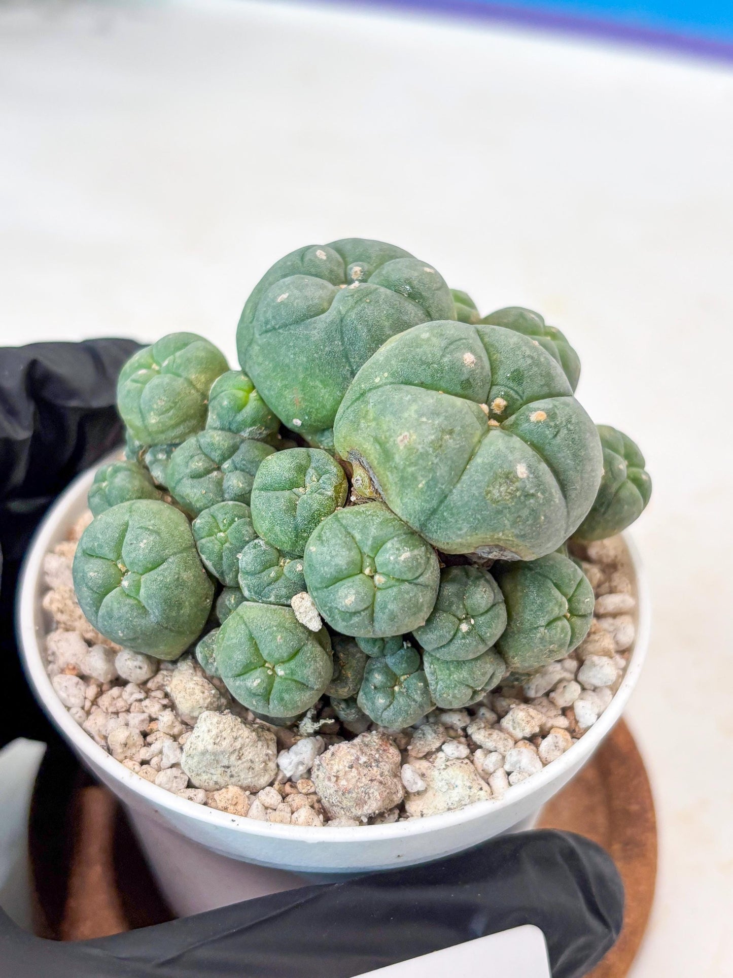 Spinless Cluster Cactus (#21) | Mature Succulents | Succulents Plants Live