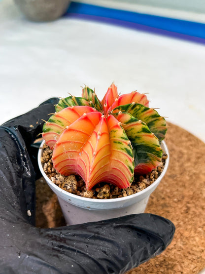 Gymnocalycium Mihanovichii Var (g3) (b7) | variegated plants