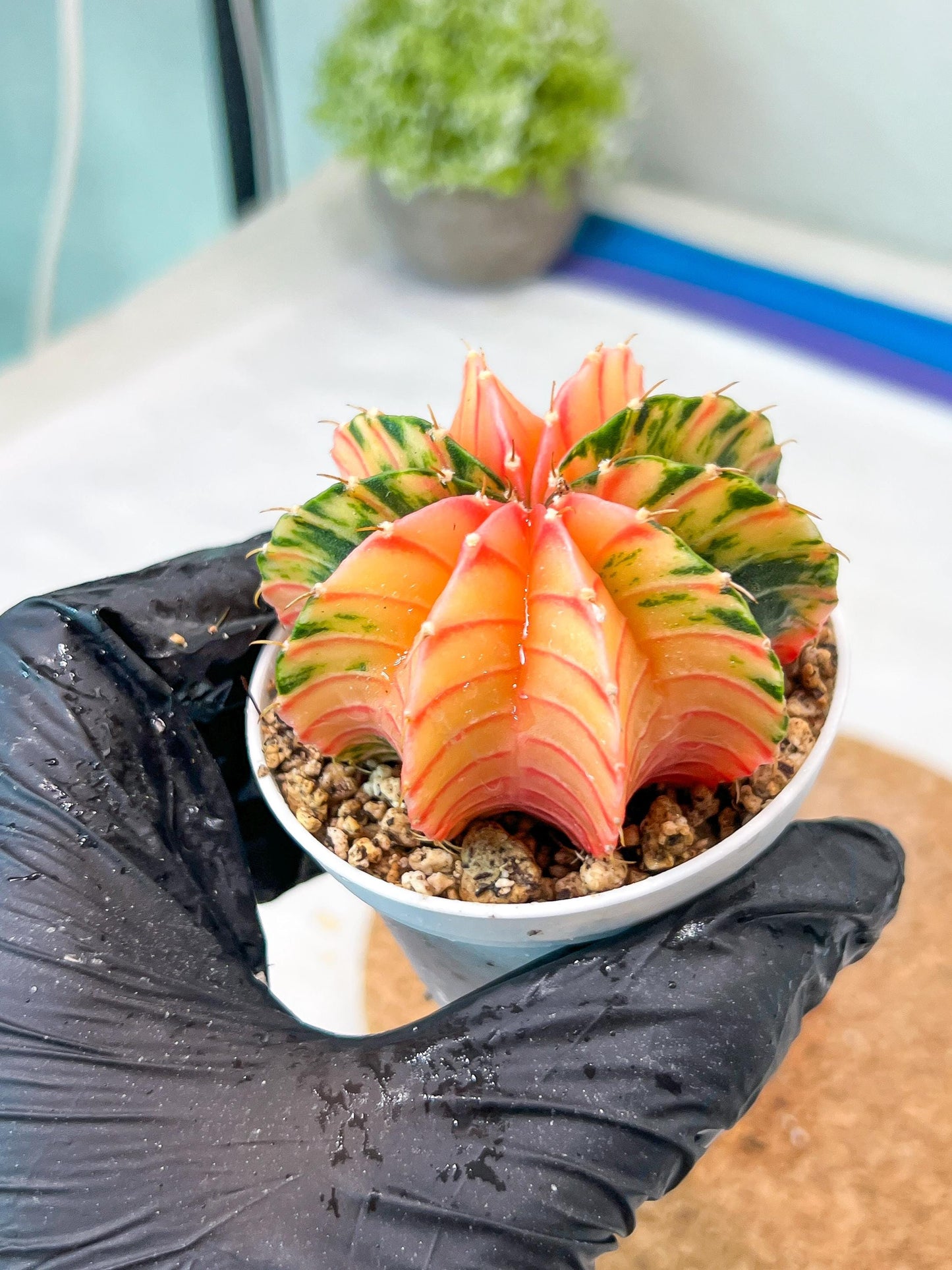 Gymnocalycium Mihanovichii Var (g3) (b7) | variegated plants