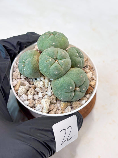 Spinless Cluster Cactus (#22) | Mature Succulents | Succulents Plants Live