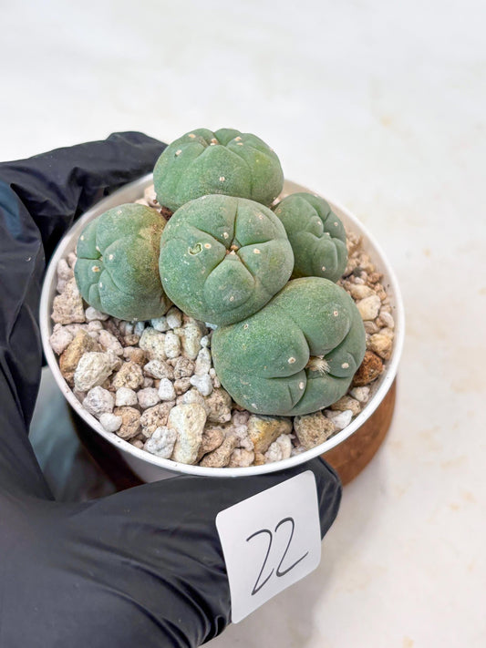 Spinless Cluster Cactus (#22) | Mature Succulents | Succulents Plants Live