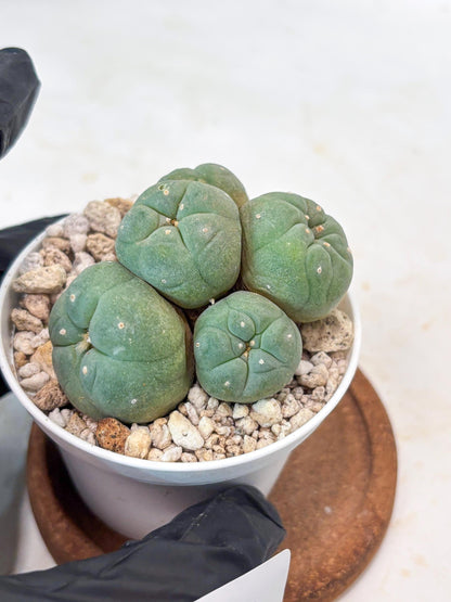 Spinless Cluster Cactus (#22) | Mature Succulents | Succulents Plants Live