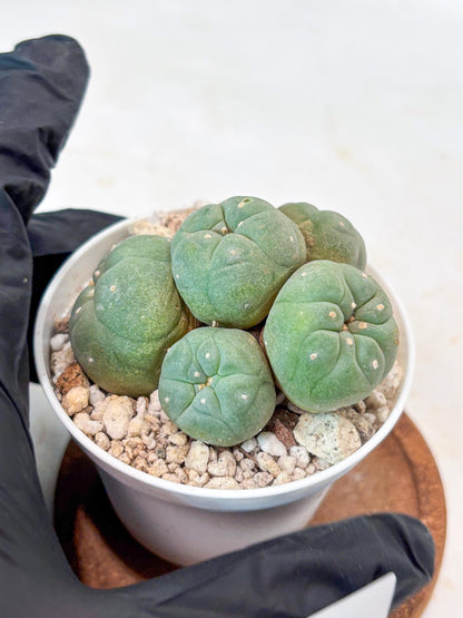 Spinless Cluster Cactus (#22) | Mature Succulents | Succulents Plants Live