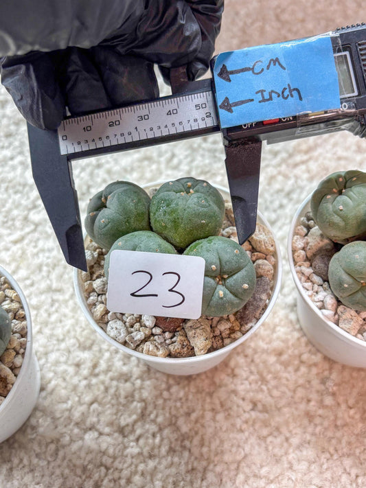 Spinless Cluster Cactus (#23) | Mature Succulents | Succulents Plants Live