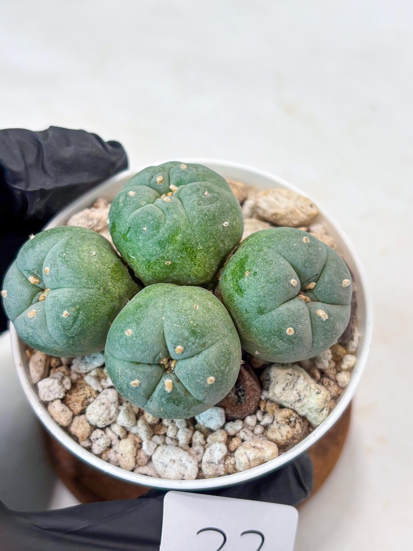 Spinless Cluster Cactus (#23) | Mature Succulents | Succulents Plants Live