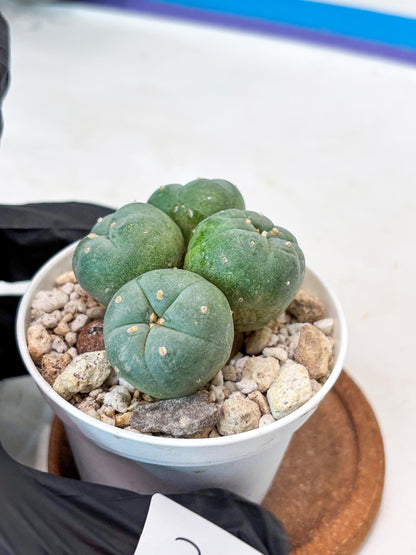 Spinless Cluster Cactus (#23) | Mature Succulents | Succulents Plants Live