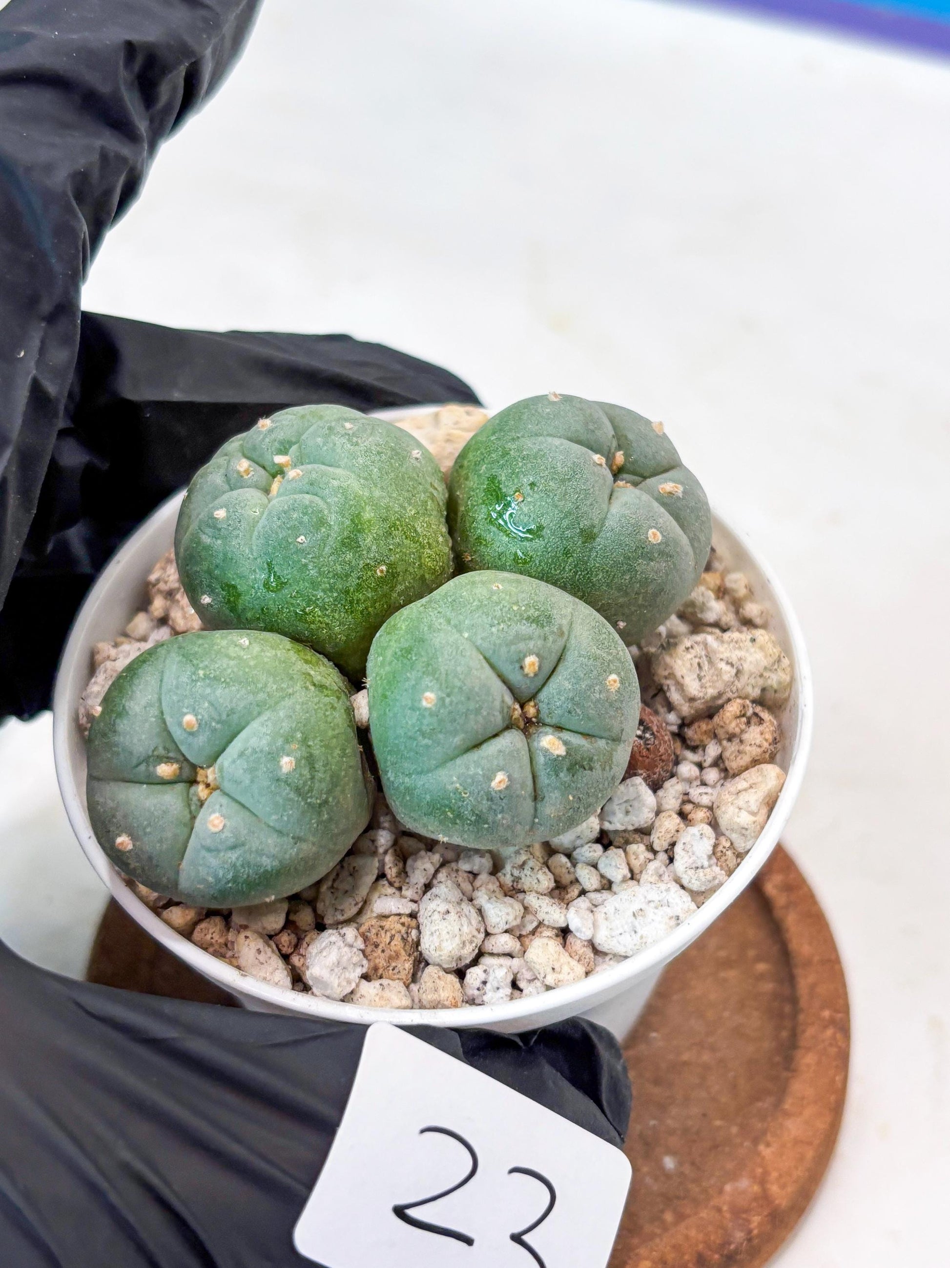 Spinless Cluster Cactus (#23) | Mature Succulents | Succulents Plants Live