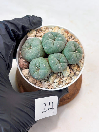 Spinless Cluster Cactus (#24) | Mature Succulents | Succulents Plants Live