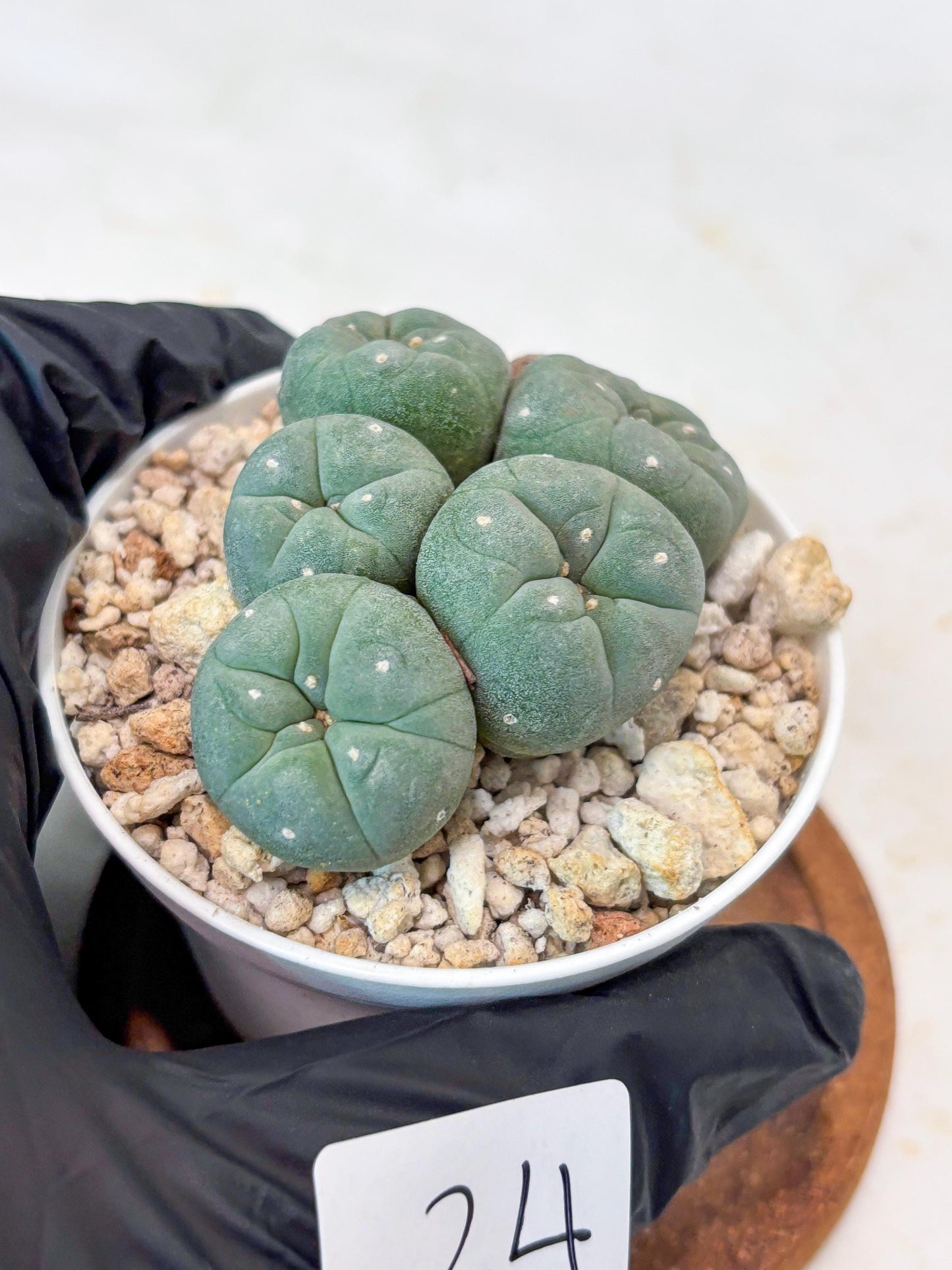 Spinless Cluster Cactus (#24) | Mature Succulents | Succulents Plants Live